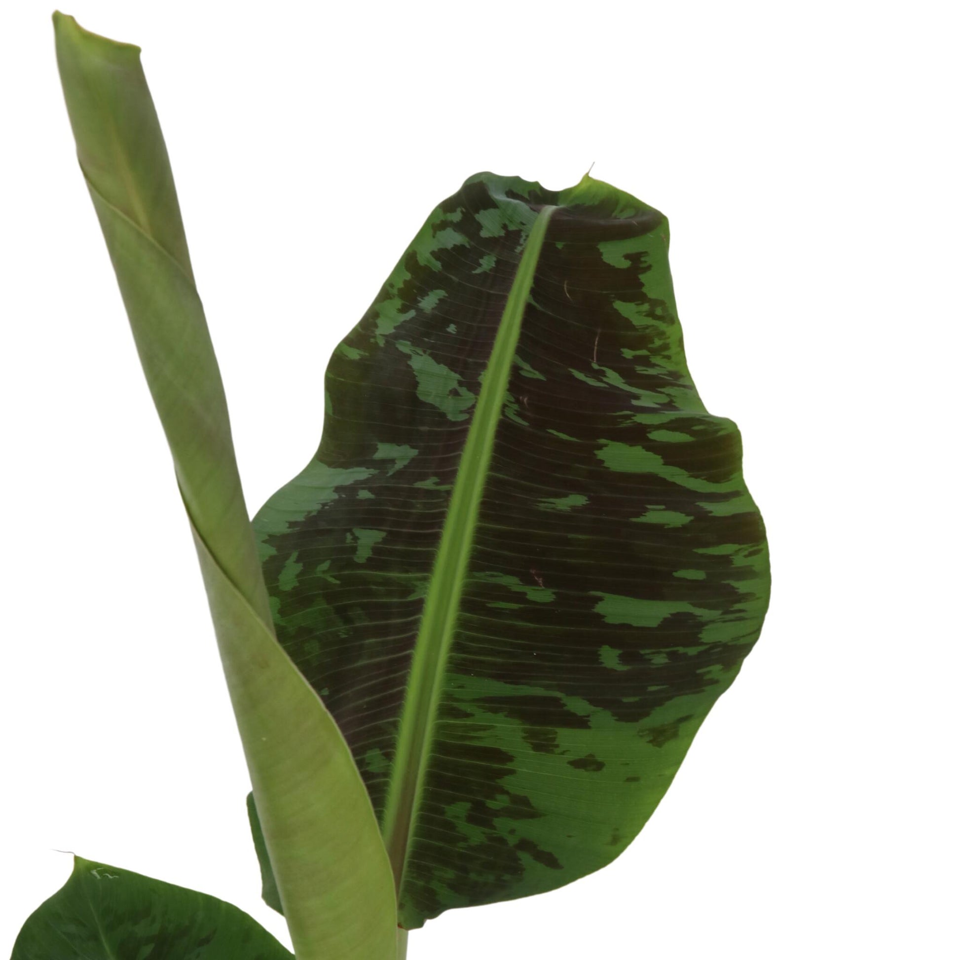 Plátano Enano - Musa 'dwarf Cavendish' - Altura 90-100cm - ⌀21cm_3