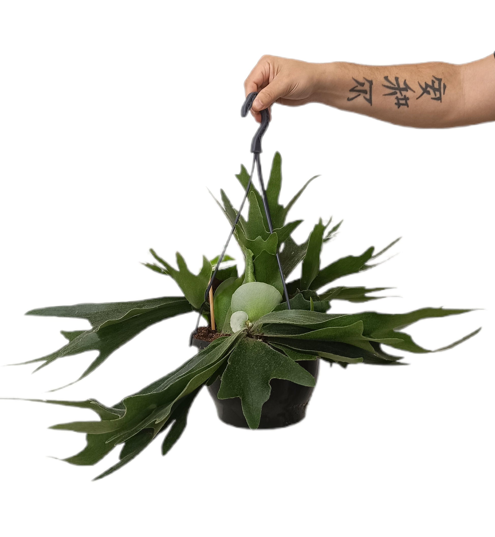 Platycerium Bifurcatum M21_0