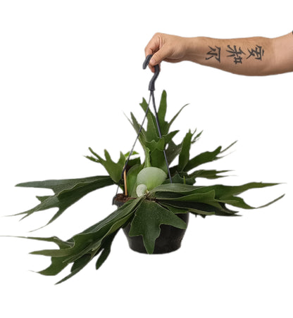 Platycerium Bifurcatum M21_0