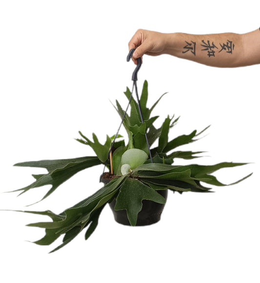 Platycerium Bifurcatum M21_0