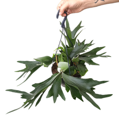 Platycerium Bifurcatum M21_1