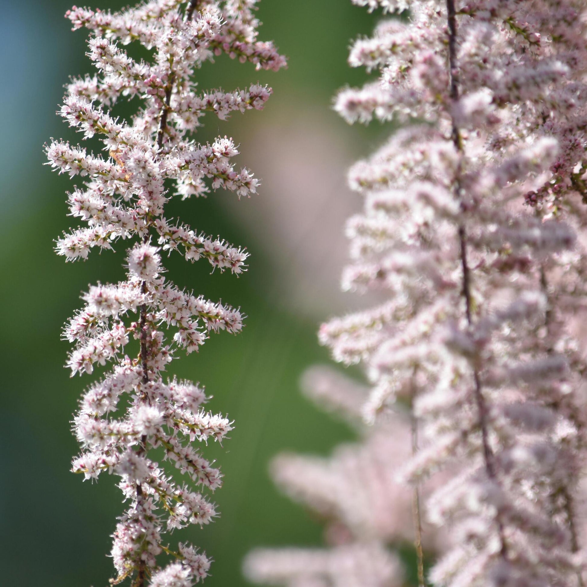 Pluma De Astilbe - 6 Pzs - Astilbe - Cepellones_3