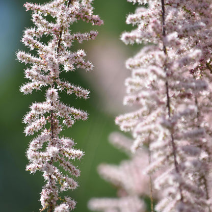 Pluma De Astilbe - 6 Pzs - Astilbe - Cepellones_3
