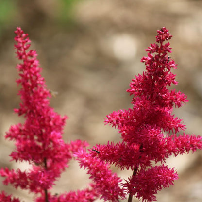 Pluma De Astilbe - 6 Pzs - Astilbe - Cepellones_4