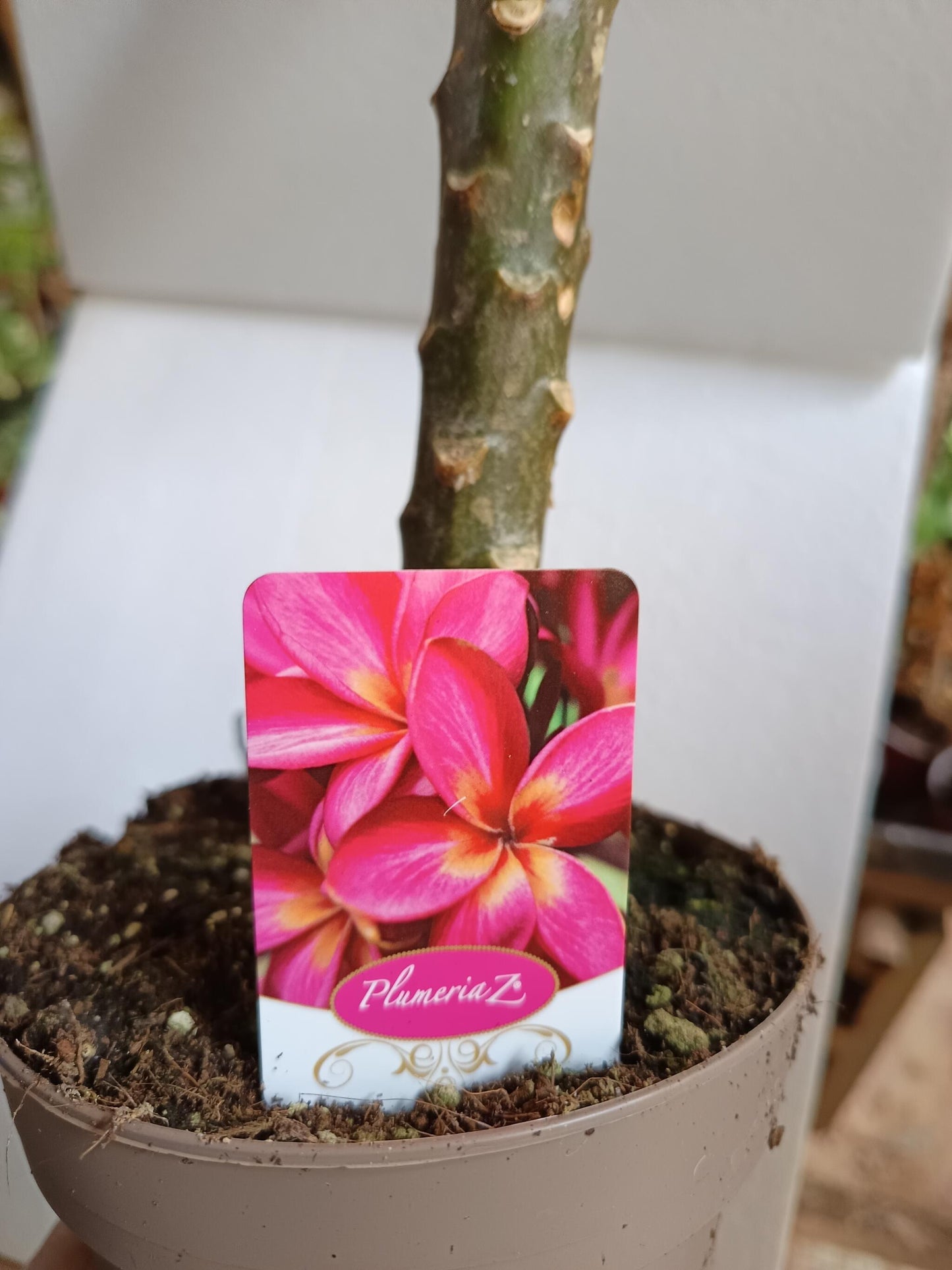 Plumeria Planta De Flor Surtida Sin Identificar Ø17_1
