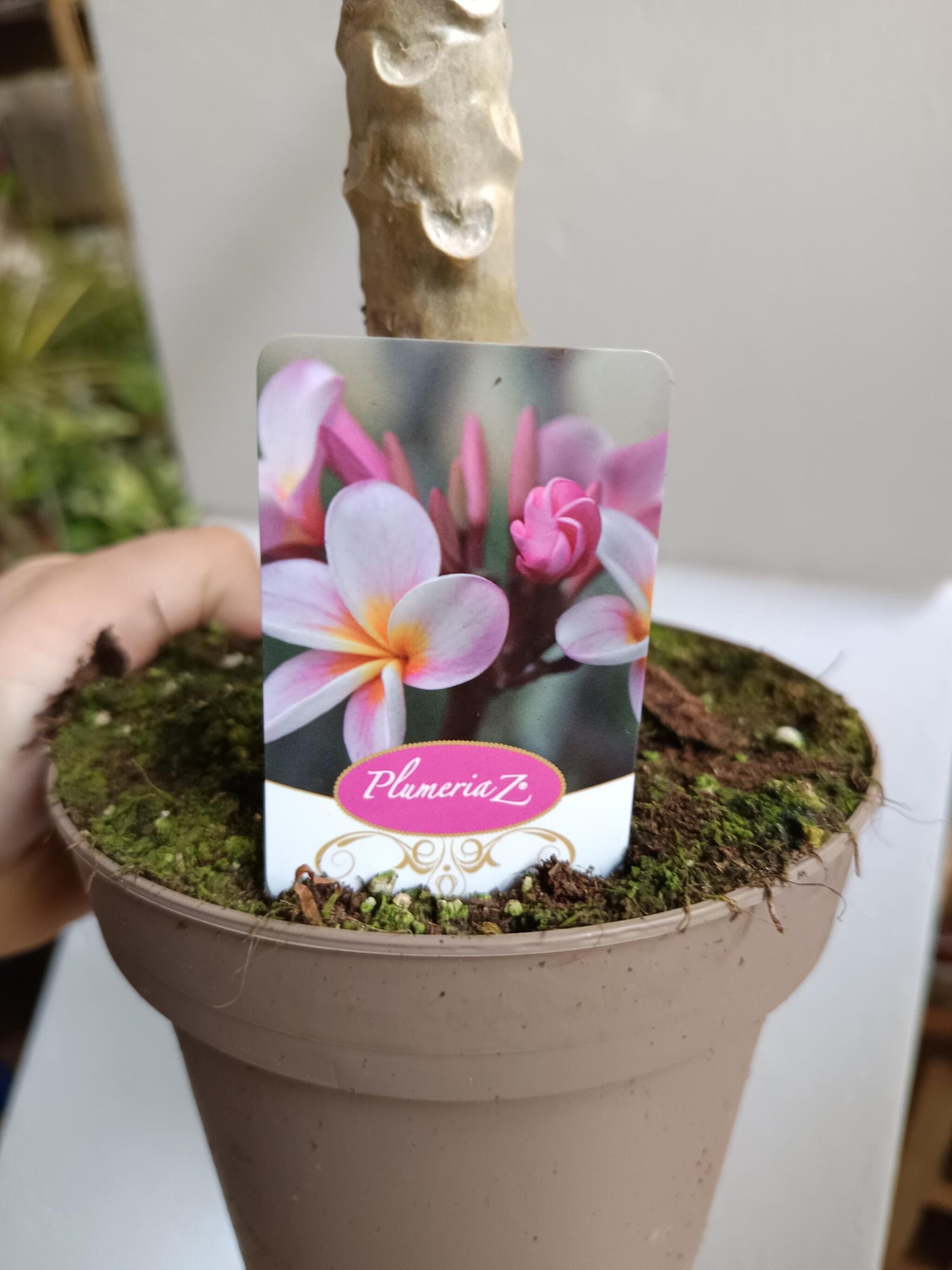 Plumeria Planta De Flor Surtida Sin Identificar Ø17_2