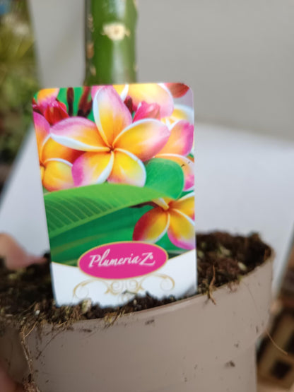 Plumeria Planta De Flor Surtida Sin Identificar Ø17_3