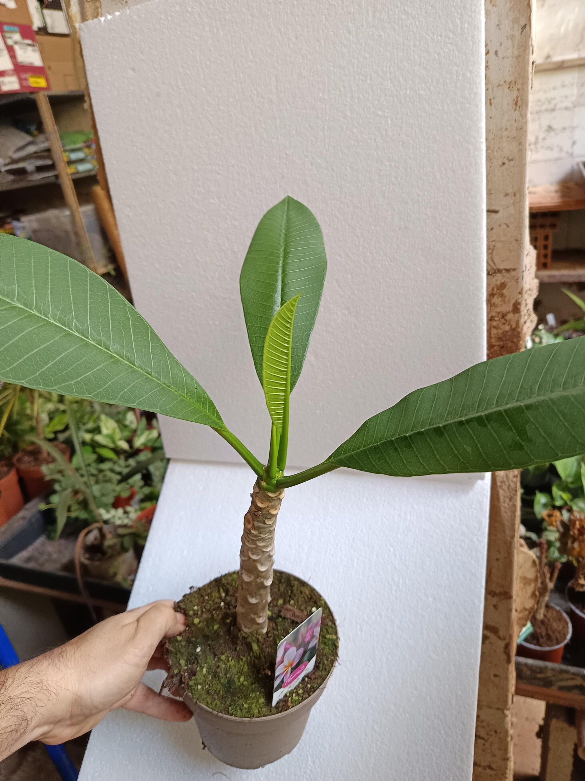Plumeria Planta De Flor Surtida Sin Identificar Ø17_4