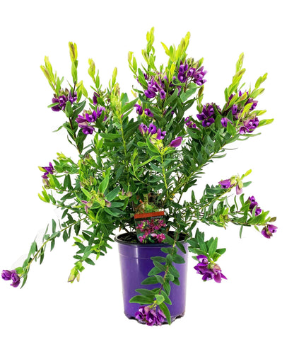 Polígala Rosa - Polygala Myrtifolia 'bibi Pink' - Altura 35-50cm - ⌀14cm_0