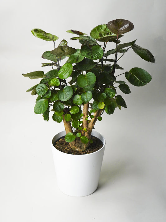 Polyscias Fabian_0