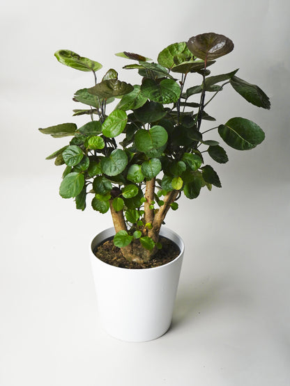 Polyscias Fabian | Altura 70cm - Maceta 17cm_0