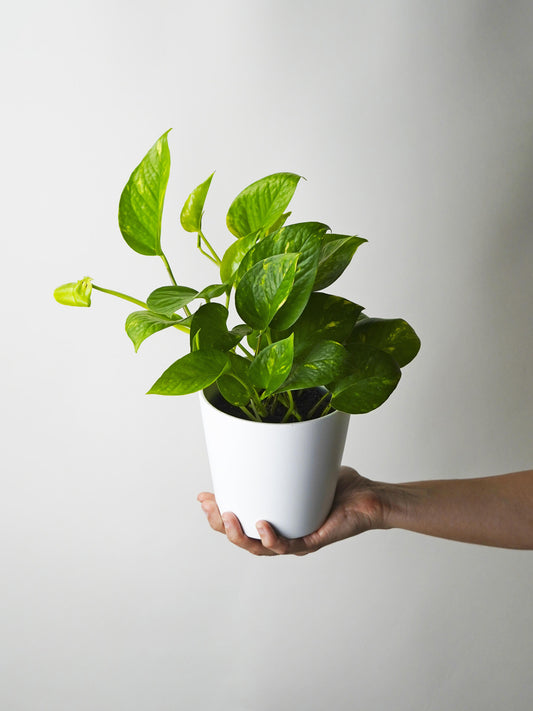 Potho Colgante | Altura 40cm - Maceta 15cm_0