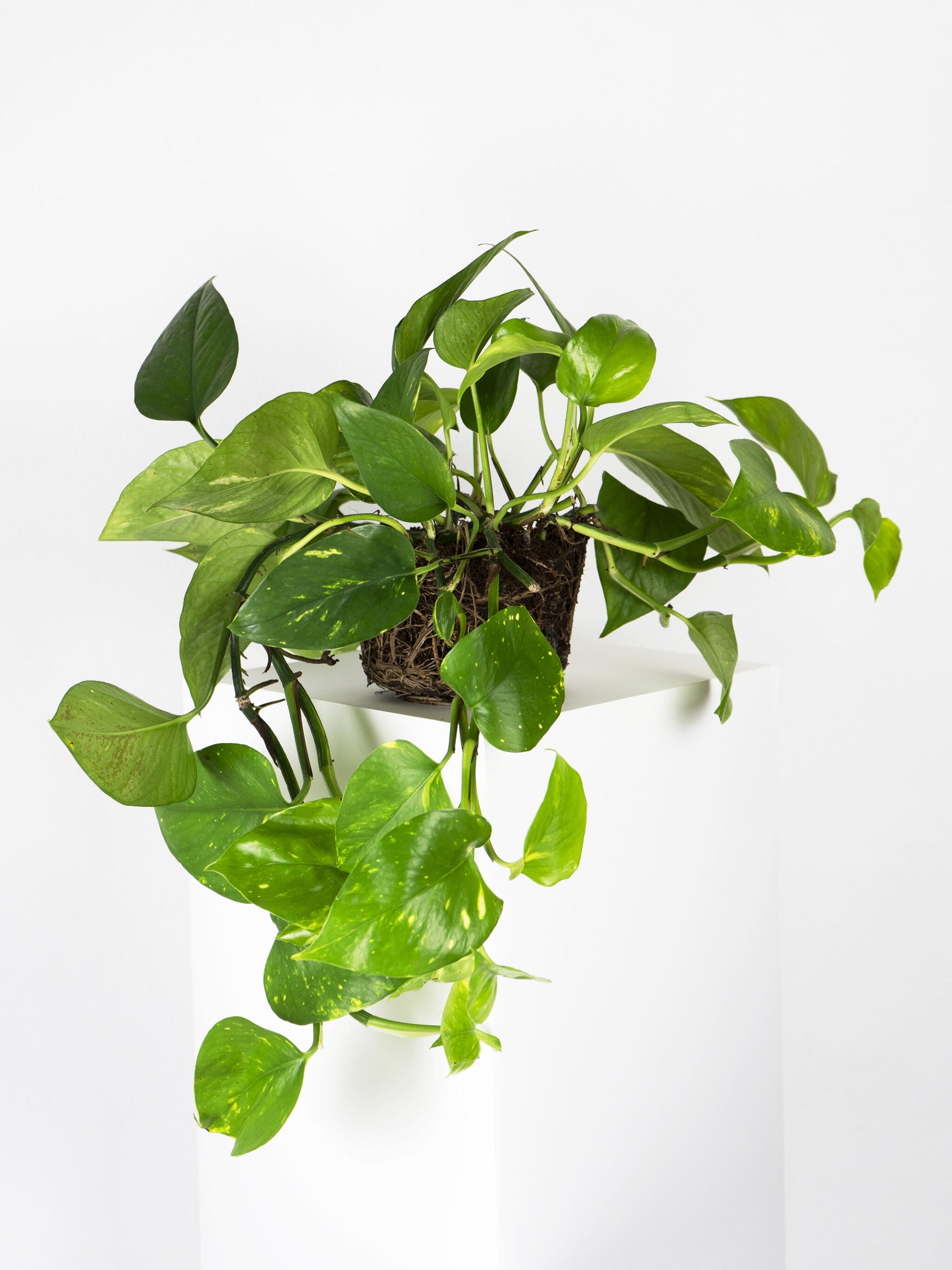 Potho Colgante | Altura 40cm - Maceta 15cm_2