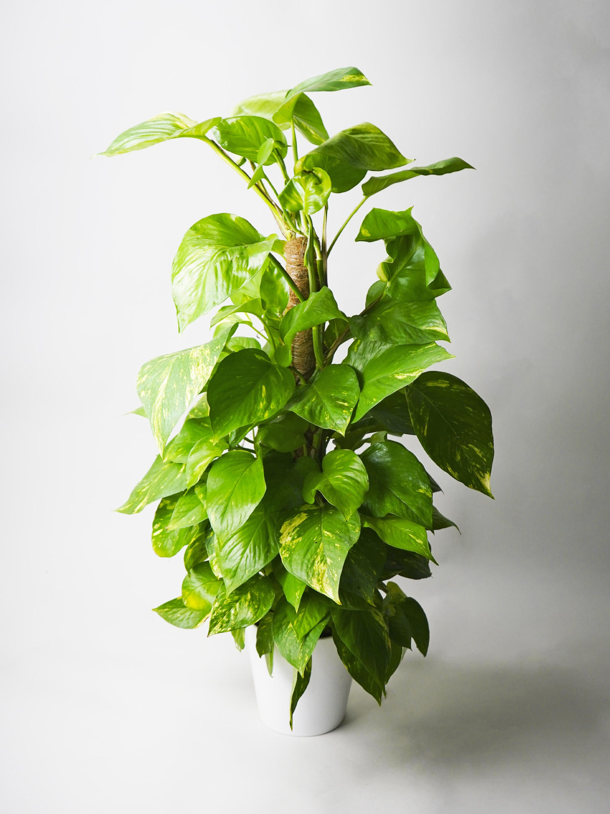 Potho Grande Con Tutor | Altura 80cm - Diámetro 17cm_0