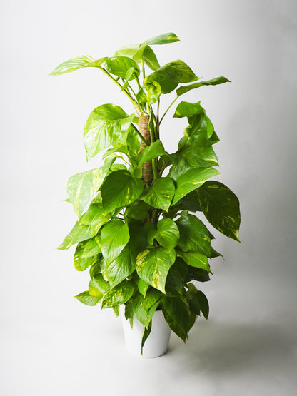 Potho Grande Con Tutor | Altura 80cm - Diámetro 17cm_0