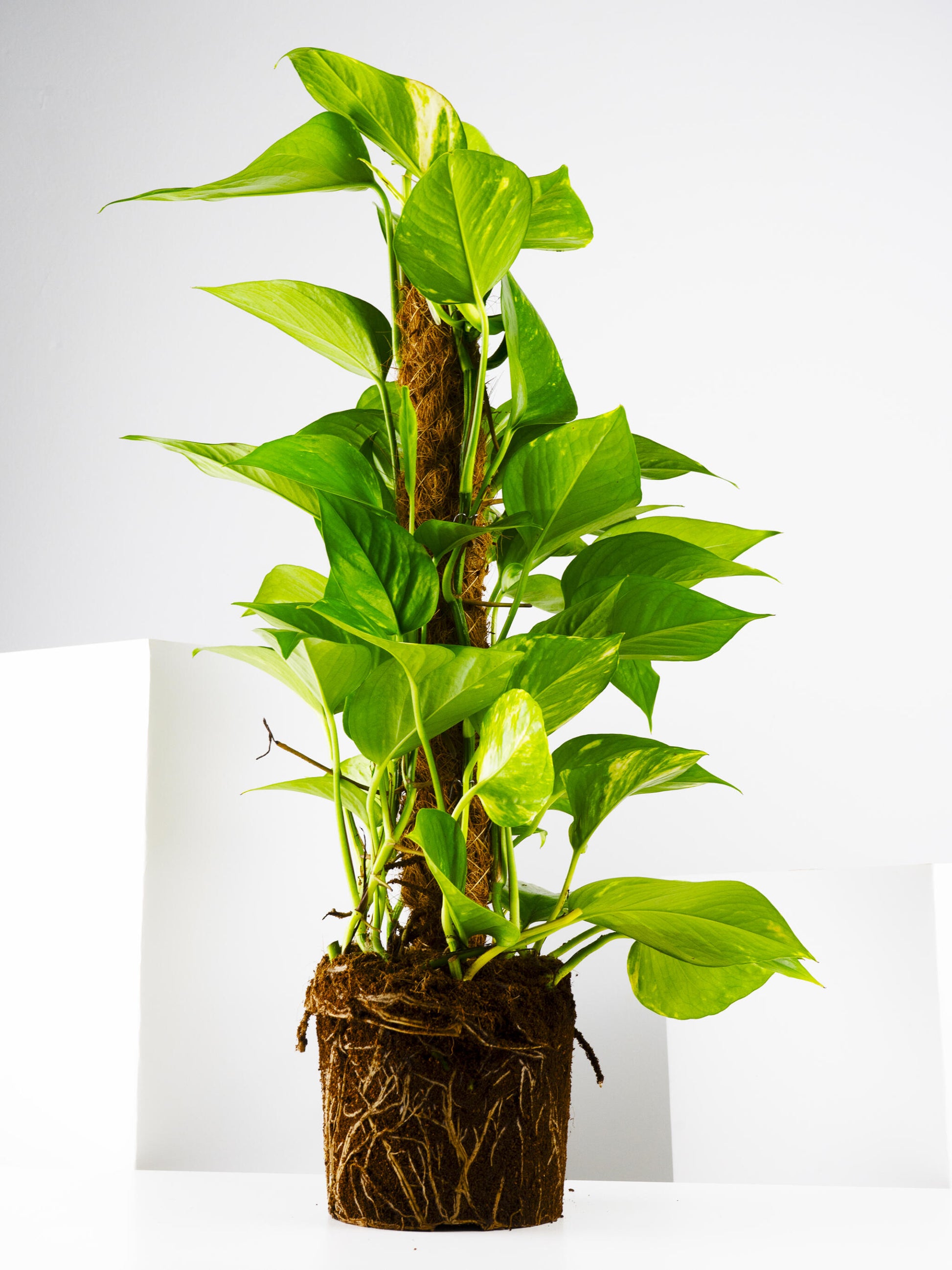 Potho Grande Con Tutor | Altura 80cm - Diámetro 17cm_4