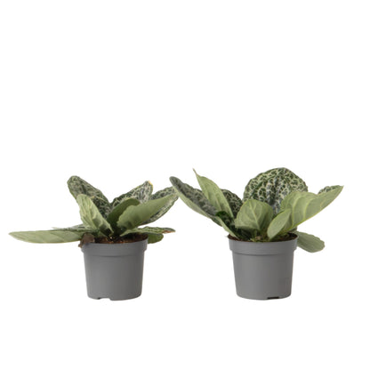 Prímula Del Cabo - 2 Piezas - Streptocarpus 'pretty Turtle' - A25-35cm - ⌀13cm_0