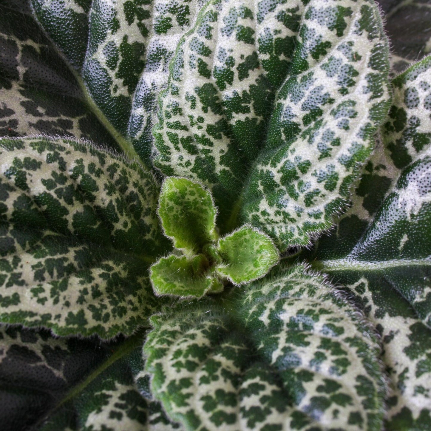 Prímula Del Cabo - 2 Piezas - Streptocarpus 'pretty Turtle' - A25-35cm - ⌀13cm_3