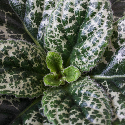 Prímula Del Cabo - 2 Piezas - Streptocarpus 'pretty Turtle' - A25-35cm - ⌀13cm_3