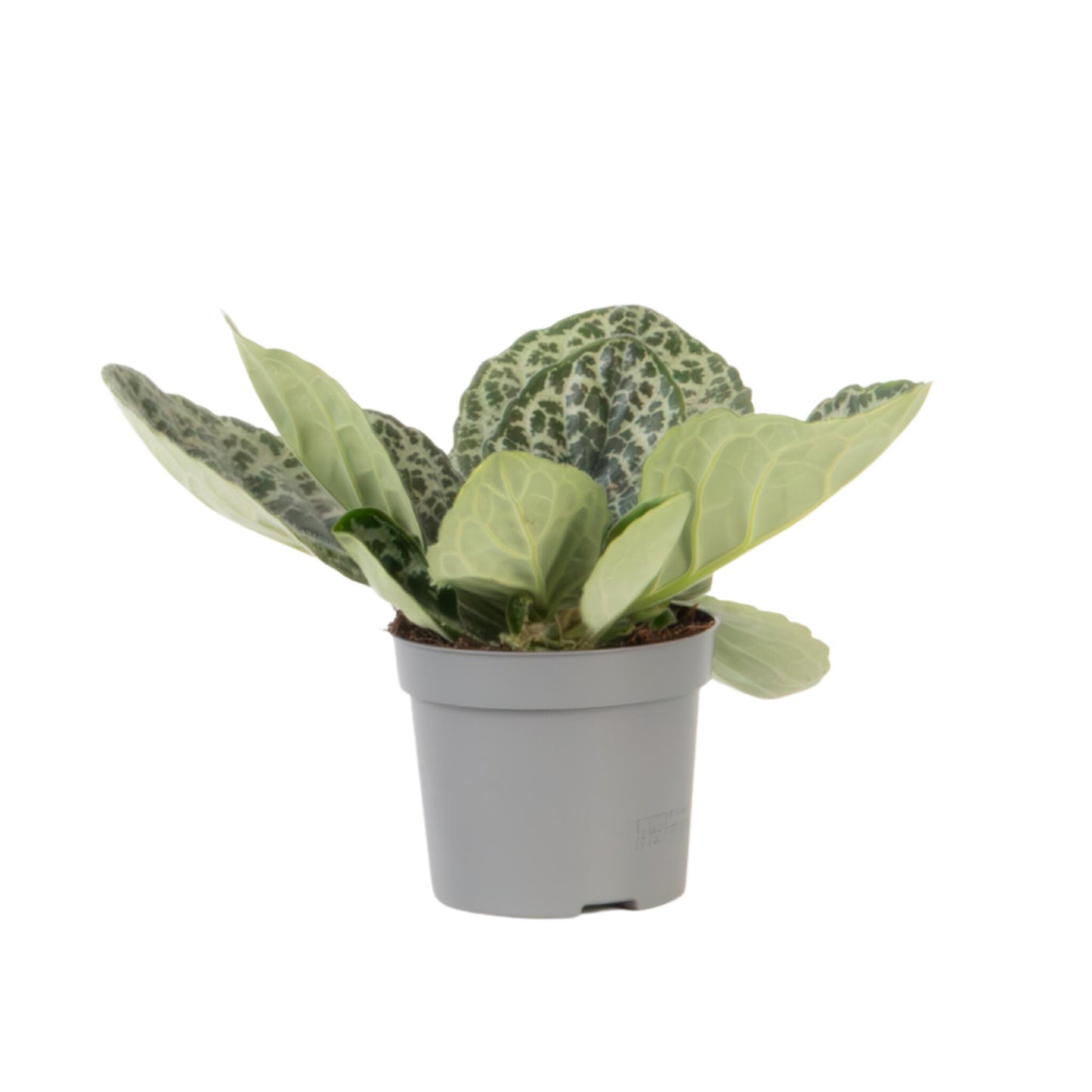 Prímula Del Cabo - Streptocarpus 'pretty Turtle' - Altura 25-35cm - ⌀13cm_0