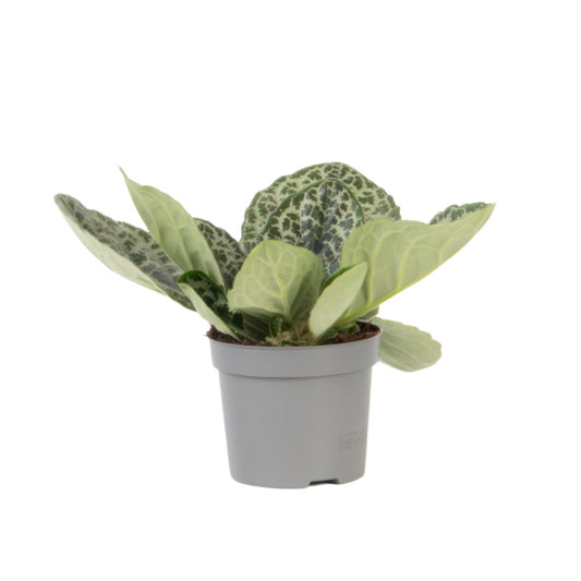 Prímula Del Cabo - Streptocarpus 'pretty Turtle' - Altura 25-35cm - ⌀13cm_0