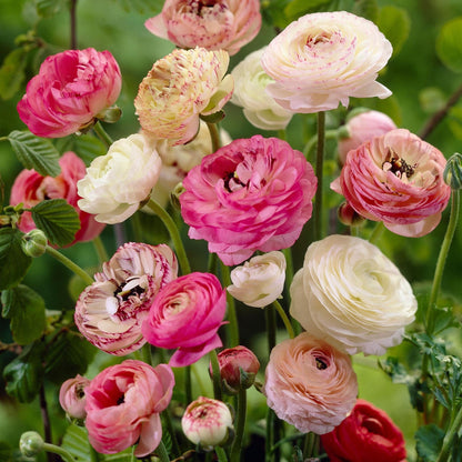 Ranúnculo - 40 Pzs - Ranunculus - Bulbos De Flores_1