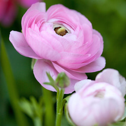 Ranúnculo - 40 Pzs - Ranunculus - Bulbos De Flores_3