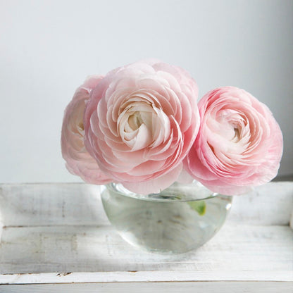 Ranúnculo - 40 Pzs - Ranunculus - Bulbos De Flores_4