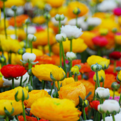 Ranúnculo - 80 Pzs - Ranunculus - Bulbos De Flores_1