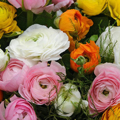 Ranúnculo - 80 Pzs - Ranunculus - Bulbos De Flores_1