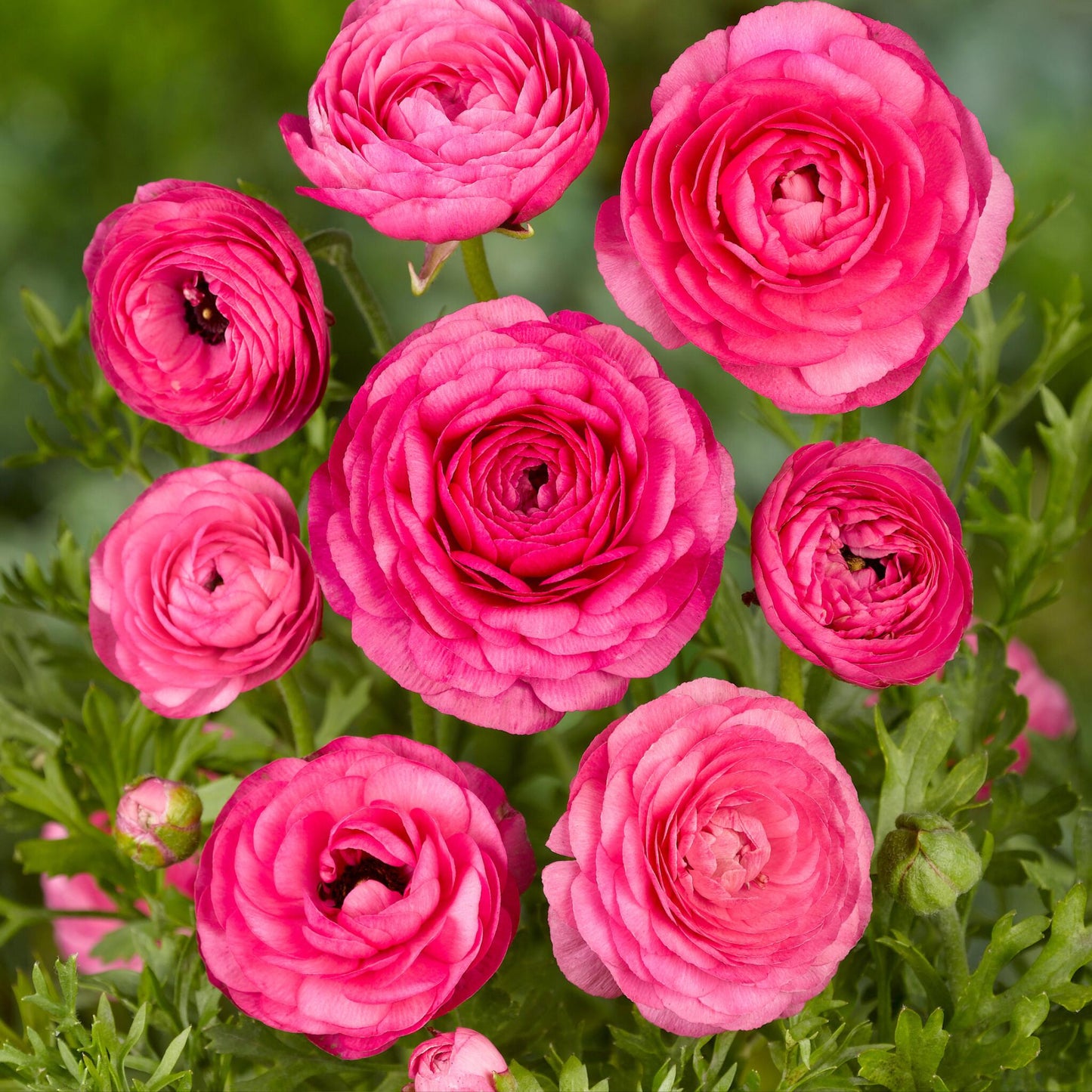 Ranúnculo - 80 Pzs - Ranunculus - Bulbos De Flores_3