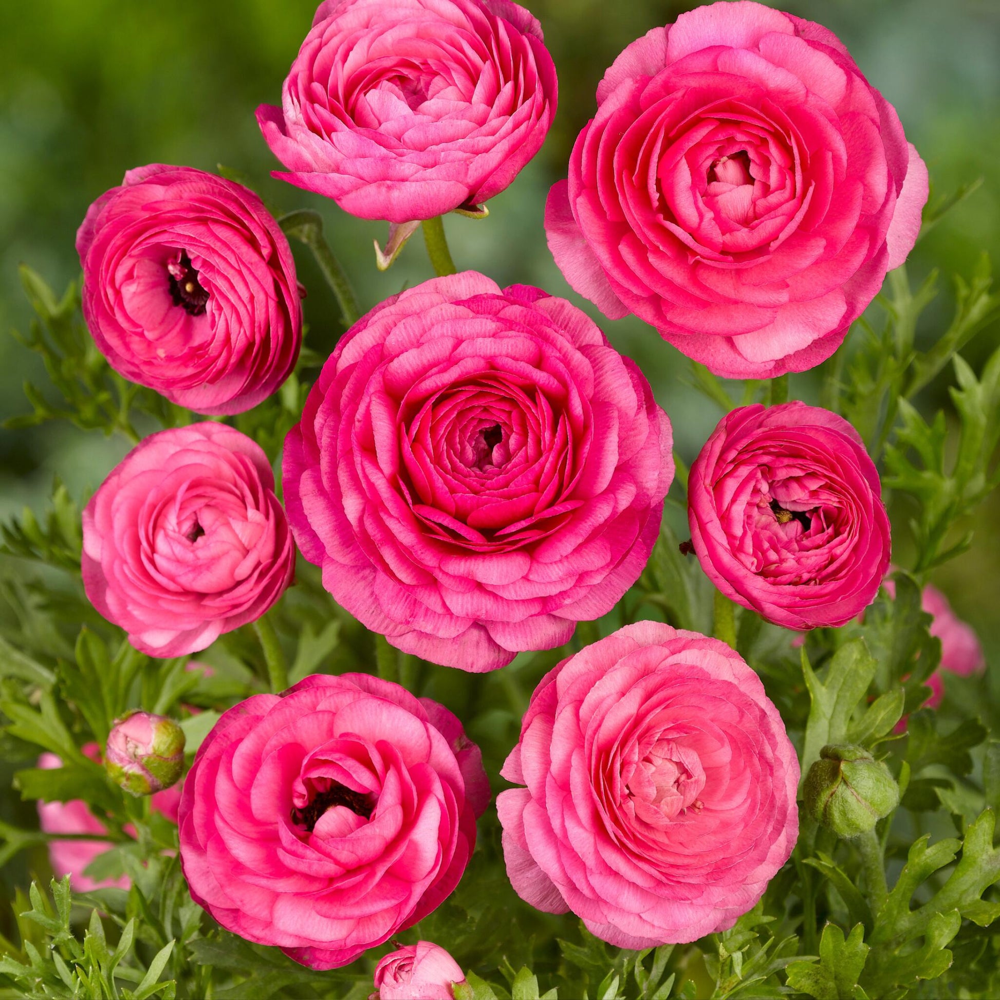 Ranúnculo - 80 Pzs - Ranunculus - Bulbos De Flores_3