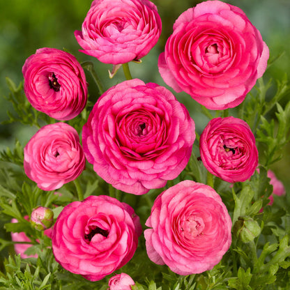 Ranúnculo - 80 Pzs - Ranunculus - Bulbos De Flores_3