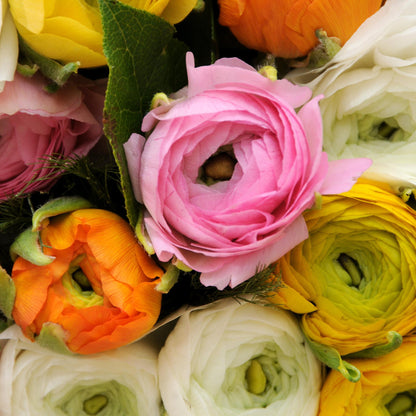 Ranúnculo - 80 Pzs - Ranunculus - Bulbos De Flores_4