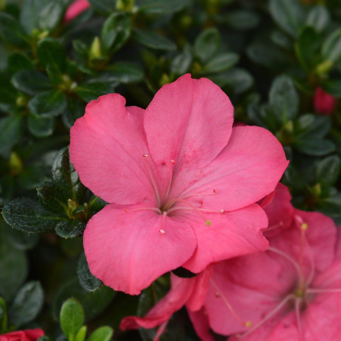 Rododendro - 2 Pzs - Rhododendron Azalea 'anouk' - Altura 25-40cm - ⌀17cm_3
