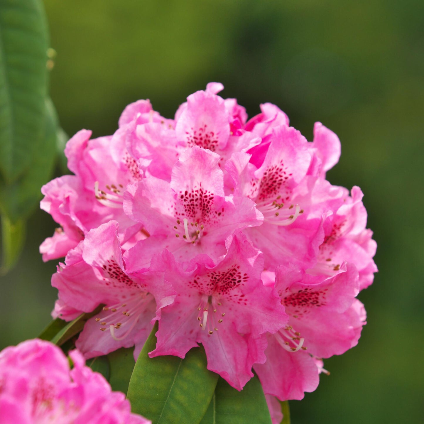 Rododendro - 3 Pzs - Rhododendron Roseum 'elegans Pink' - Altura 25-40cm - ⌀9cm_3