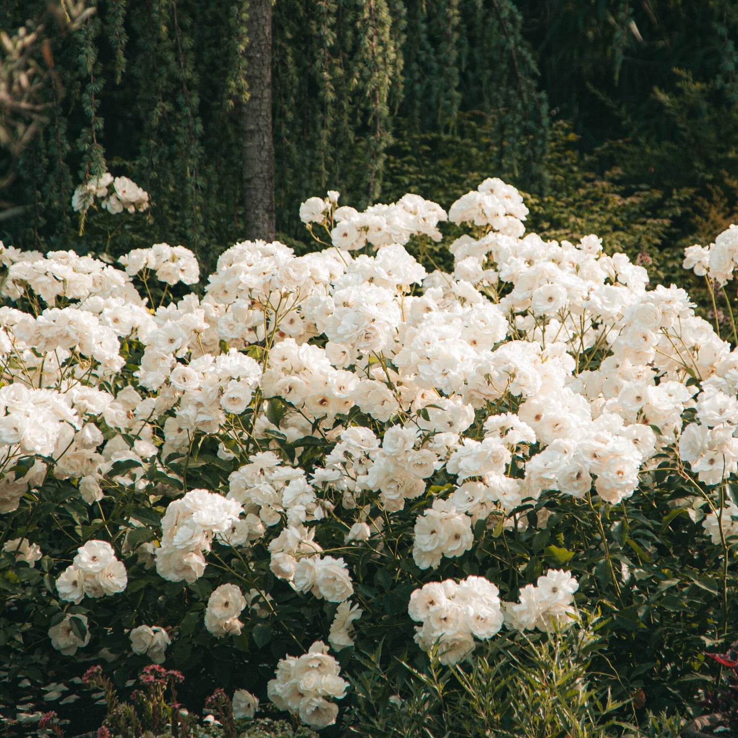 Rododendro - 3 Pzs - Rhododendron 'cunningham's White' - Altura 25-40cm - ⌀9cm_1