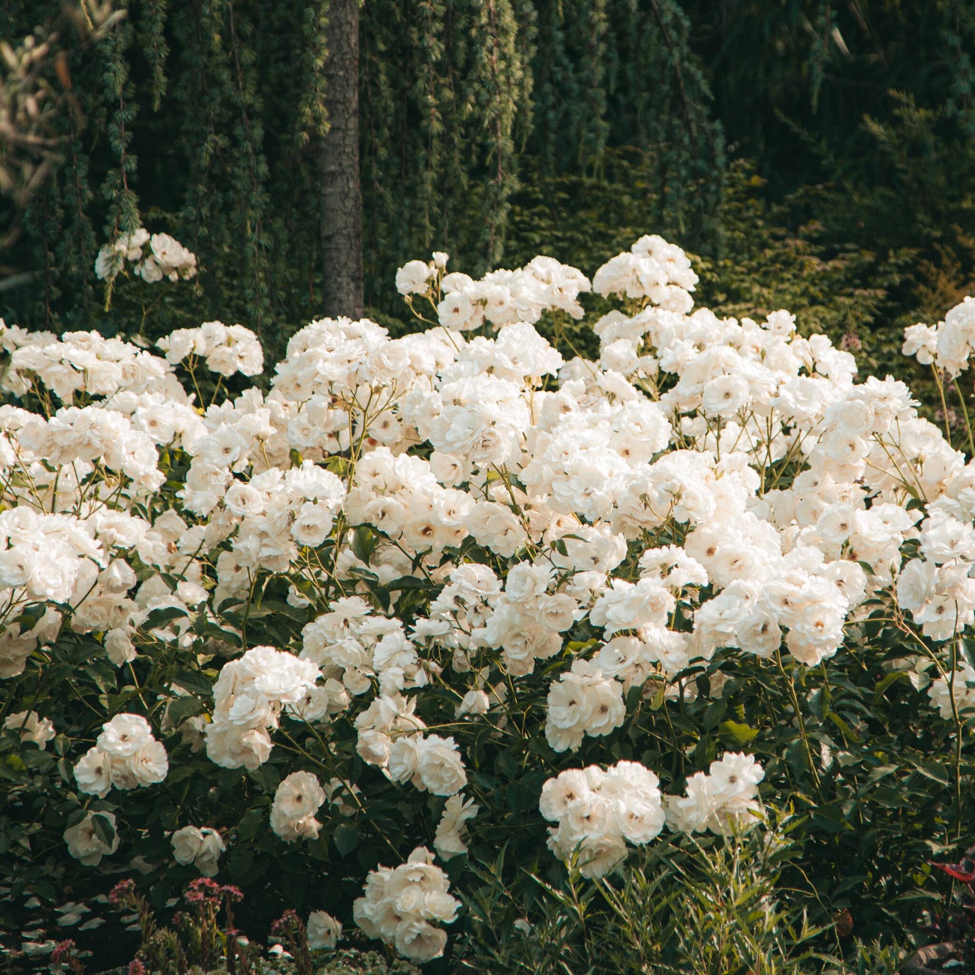 Rododendro - 3 Pzs - Rhododendron 'cunningham's White' - Altura 25-40cm - ⌀9cm_1