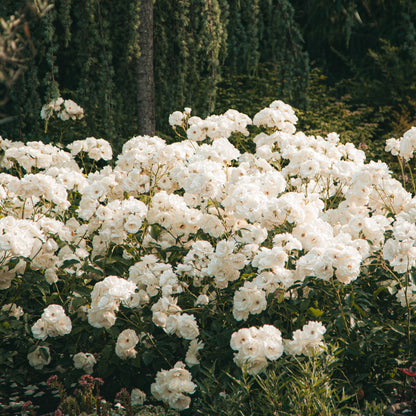 Rododendro - 3 Pzs - Rhododendron 'cunningham's White' - Altura 25-40cm - ⌀9cm_1