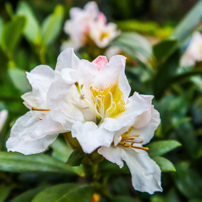 Rododendro - 3 Pzs - Rhododendron 'cunningham's White' - Altura 25-40cm - ⌀9cm_3