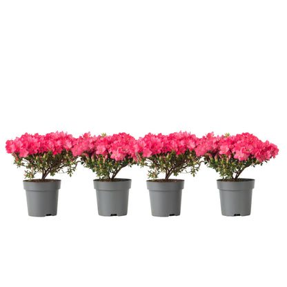 Rododendro - 4 Pzs - Rhododendron Azalea 'anouk' - Altura 25-40cm - ⌀17cm_0