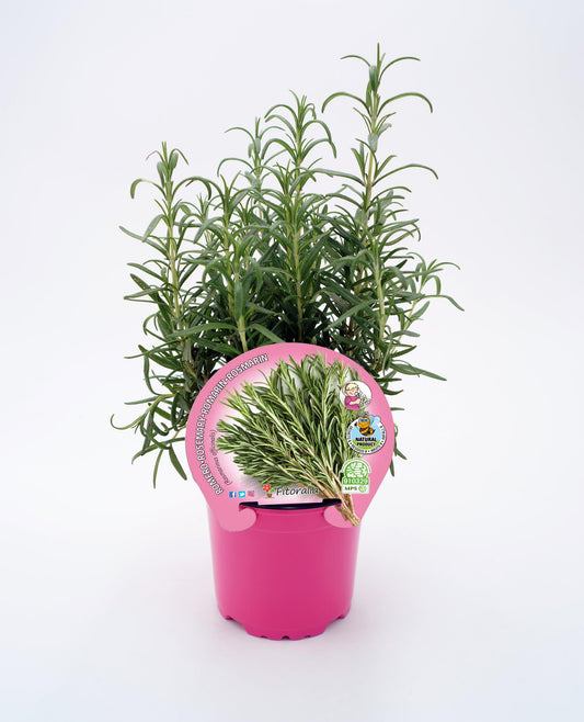 Romero En Maceta 10,5 Cm. Natural - Fitoralia_0