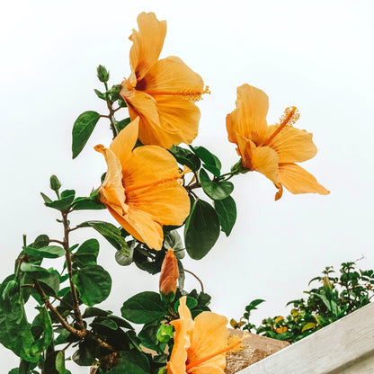 Rosa China - Hibiscus Rosa-sinensis - Naranja - Altura 40-50cm - ⌀17cm_1