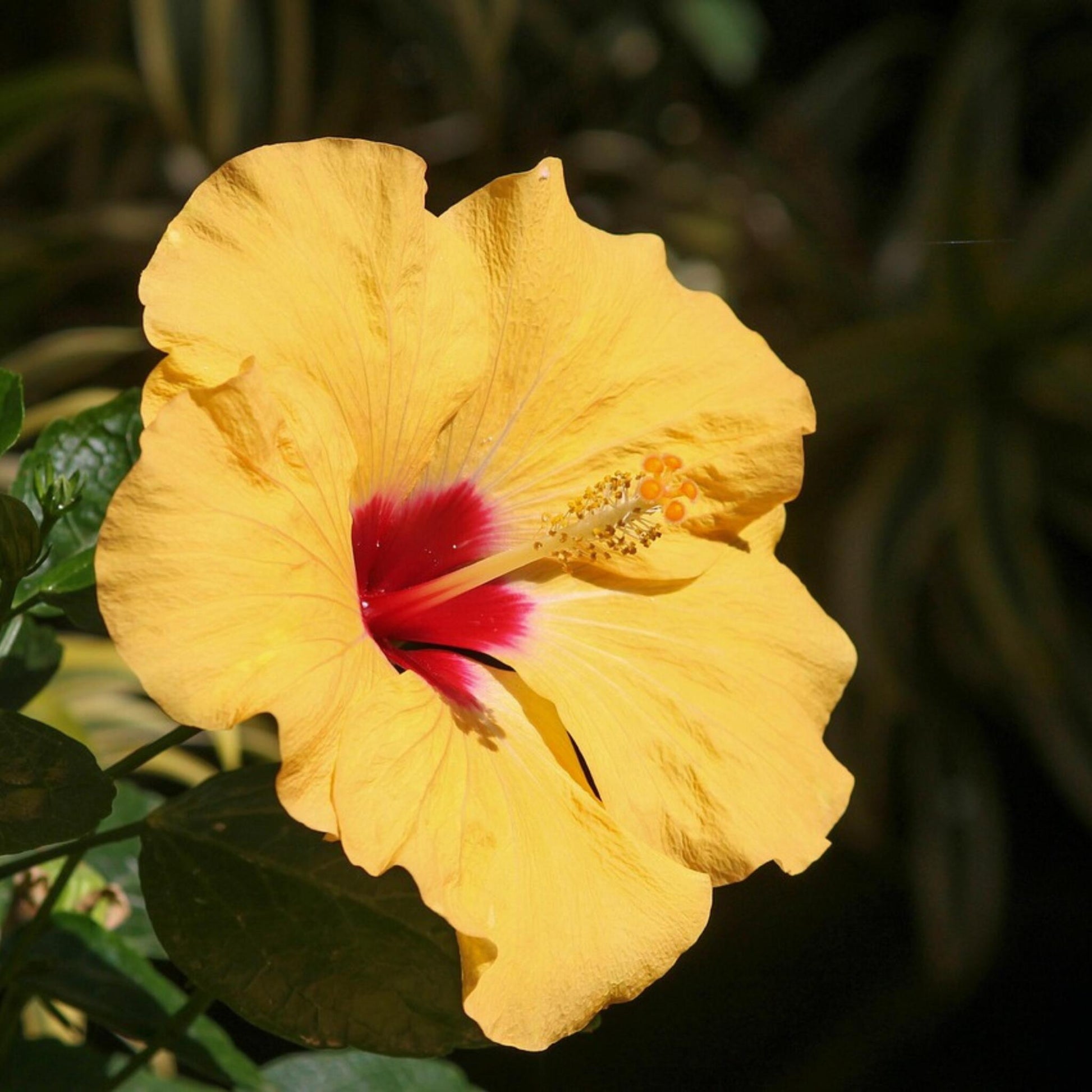 Rosa China - Hibiscus Rosa-sinensis - Naranja - Altura 40-50cm - ⌀17cm_3