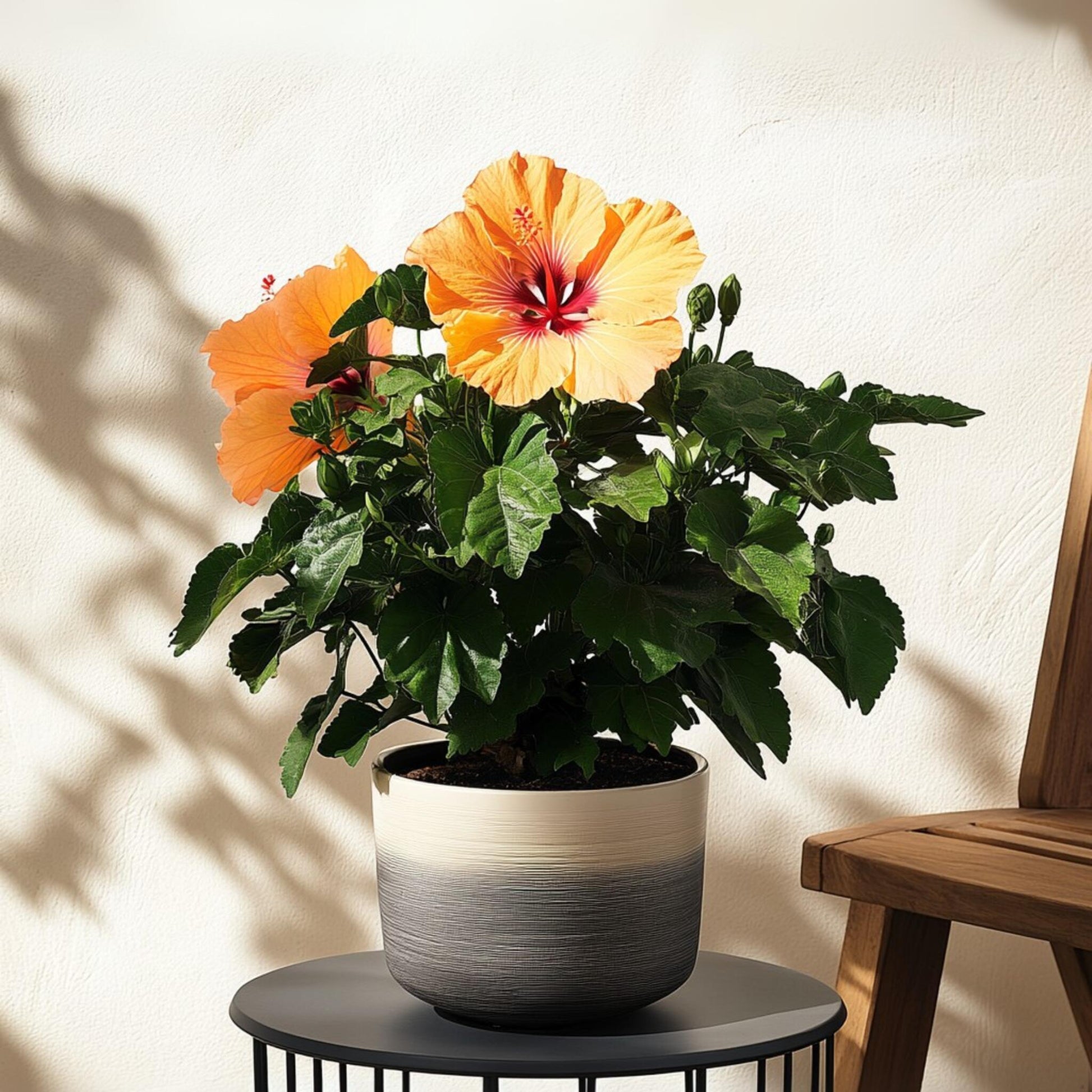 Rosa China - Hibiscus Rosa-sinensis - Naranja - Altura 40-50cm - ⌀17cm_4