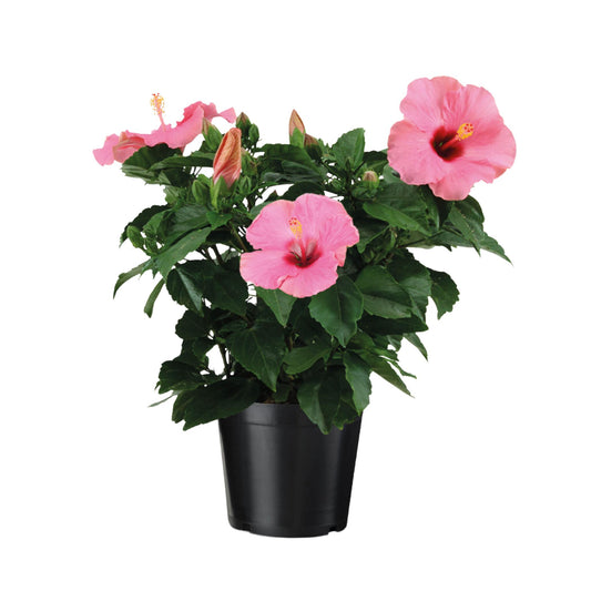 Rosa China - Hibiscus Rosa-sinensis - Rosa - Altura 40-50cm - ⌀17cm_0