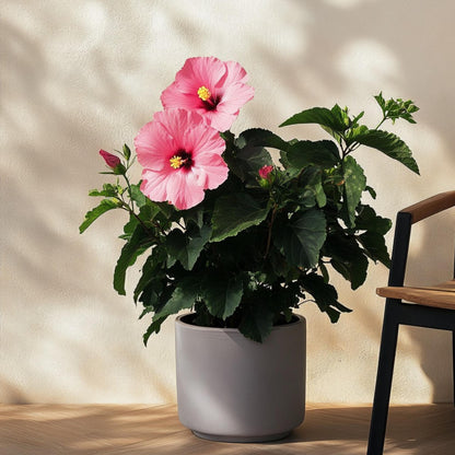 Rosa China - Hibiscus Rosa-sinensis - Rosa - Altura 40-50cm - ⌀17cm_1