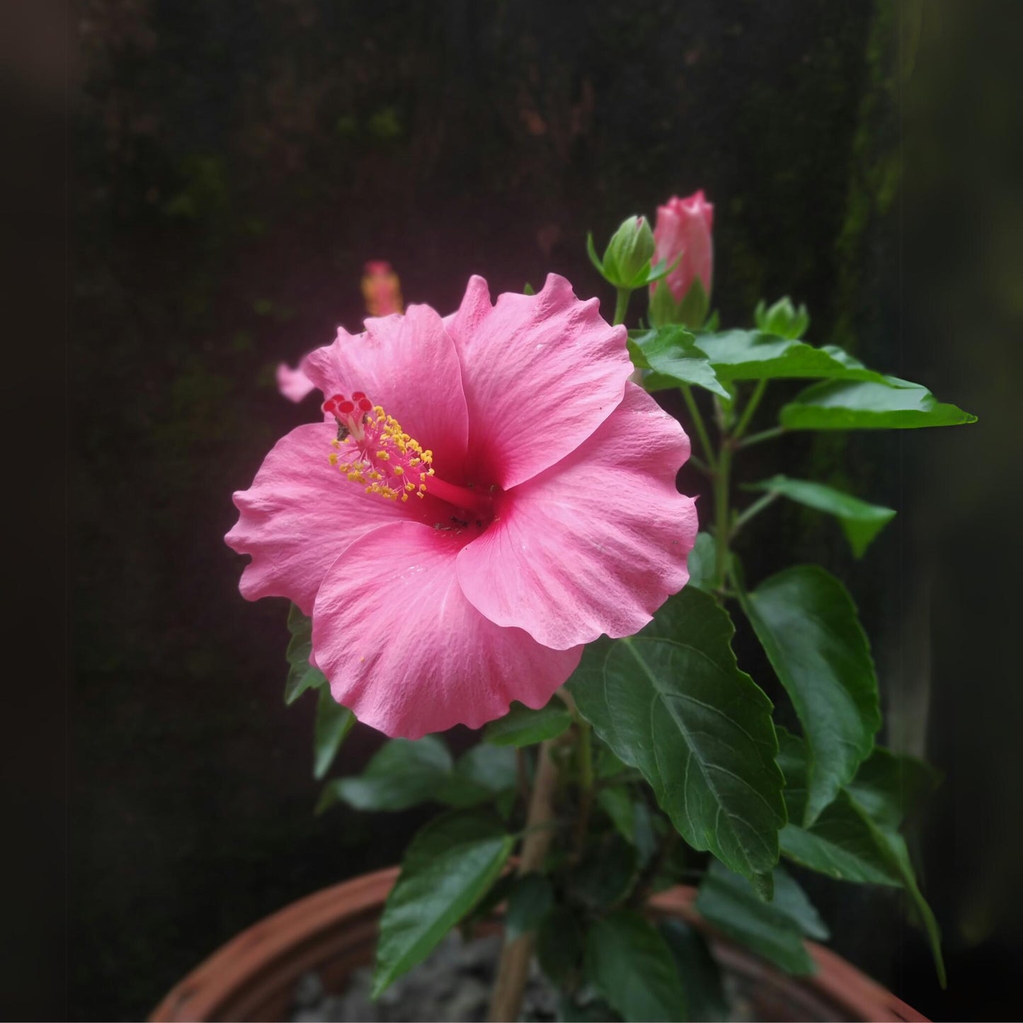 Rosa China - Hibiscus Rosa-sinensis - Rosa - Altura 40-50cm - ⌀17cm_3