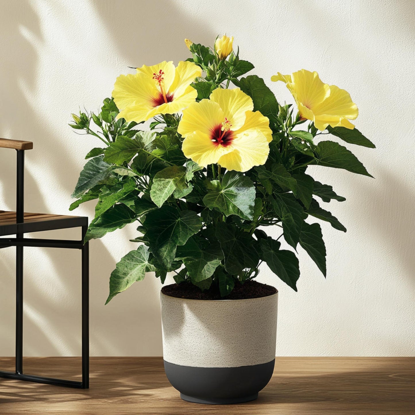 Rosa De China Amarilla - Hibiscus Rosa-sinensis - Altura 40-50cm - Ø17cm_1