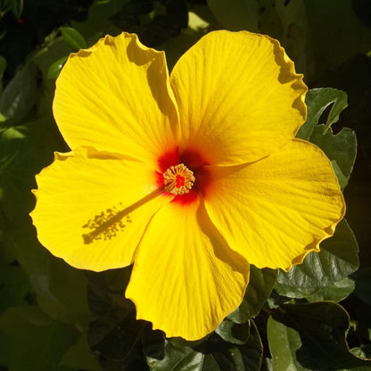 Rosa De China Amarilla - Hibiscus Rosa-sinensis - Altura 40-50cm - Ø17cm_3